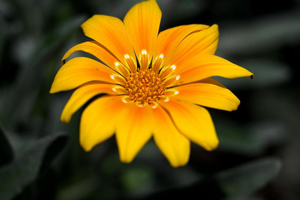 2025-06219092 Tower Hill Botanic Garden, MA.JPG - African Daisy. New England Botanic Garden at Tower Hill, MA, 6-21-2025